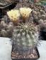Preview: Acanthocalycium thionanthum